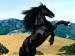 beautiful-black-horse-wallpaper-1600x1200